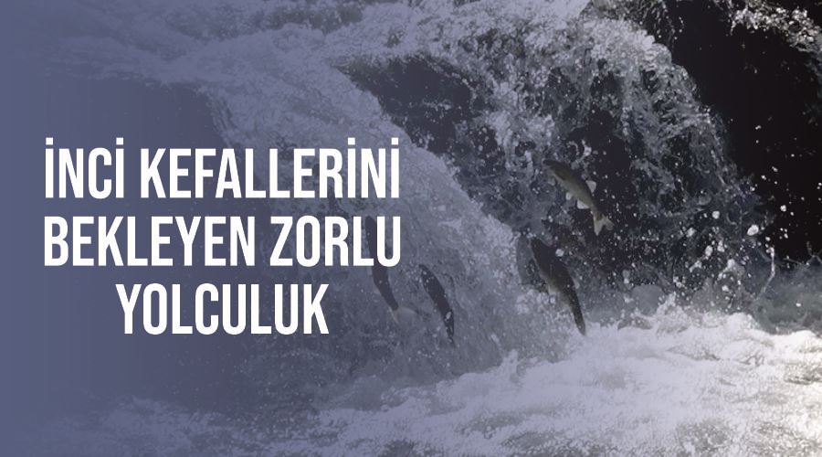 İnci kefallerini bekleyen zorlu yolculuk