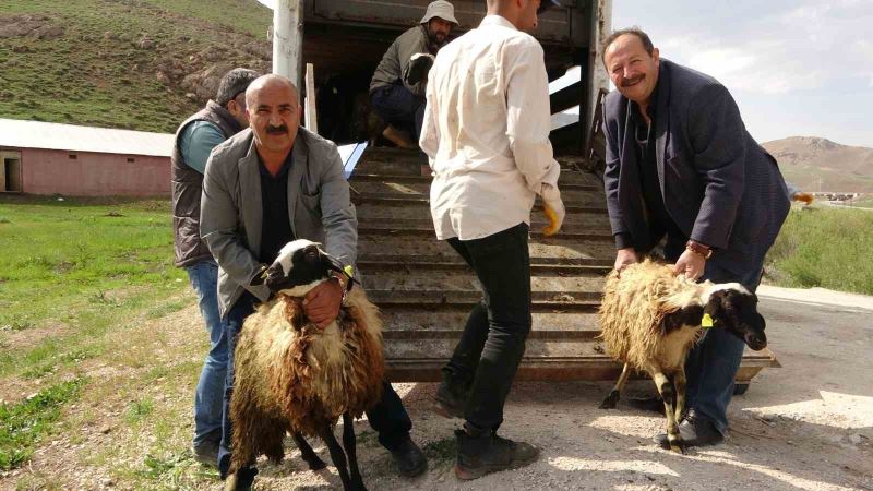 Köylerine geri dönen çiftçilere küçükbaş hayvan desteği
