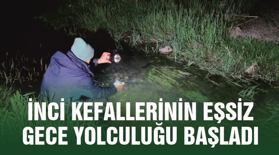 İnci kefallerinin eşsiz gece yolculuğu başladı