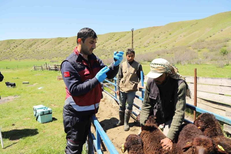 Bingöl’de küçükbaş hayvanlar aşılanıyor
