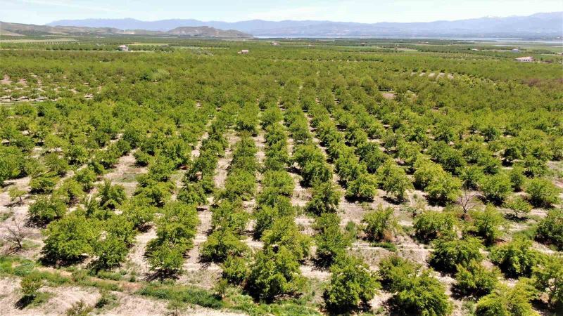 Baskil’de kayısı ağaçları boş kaldı, rekolte yüzde 80 düştü
