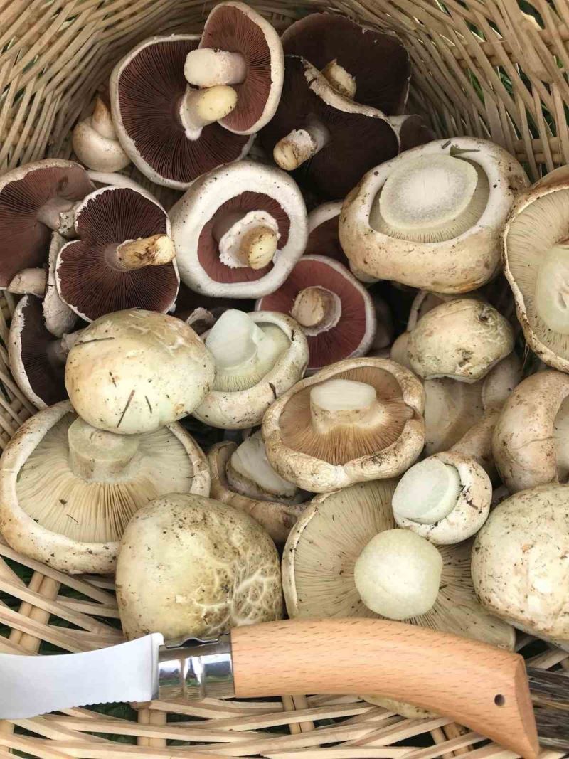 Uzmanlar uyarıyor;  toplandığınız her mantarı yemeyin
