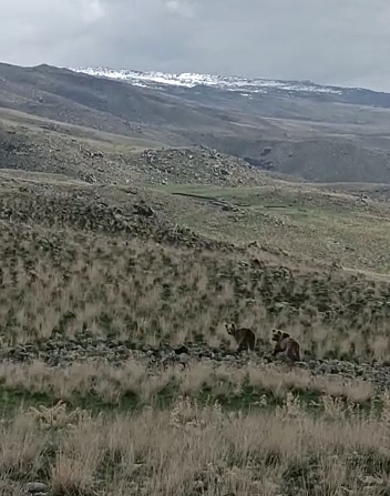 Ağrı’da arazide dolaşan 2 ayı kameralara yansıdı
