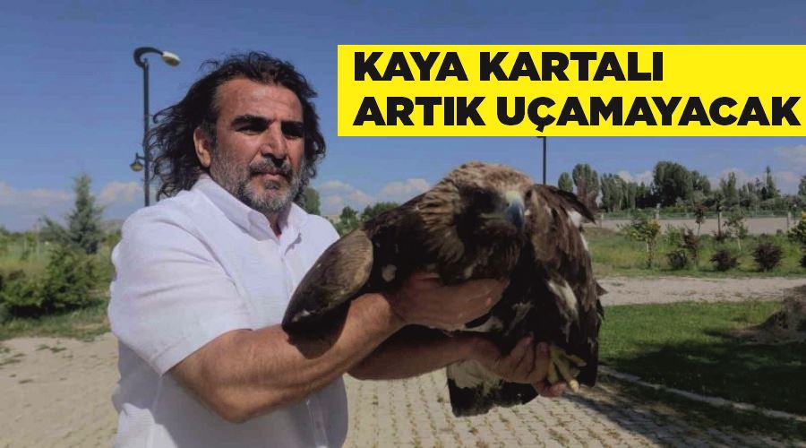 Kaya kartalı artık uçamayacak