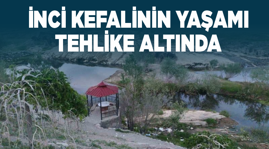 İnci kefalinin yaşamı tehlike altında