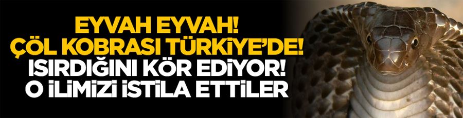 Eyvah eyvah! Afrika’nın zehirli yılanı Çöl Kobrası Türkiye’de! Isırdığını kör ediyor! O ilimizi istila ettiler