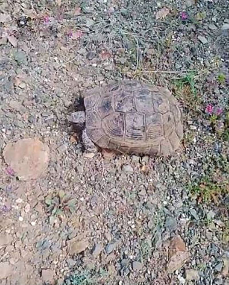 Elazığlı vatandaşın ’kaplumbağa’ ile sohbeti gülümsetti

