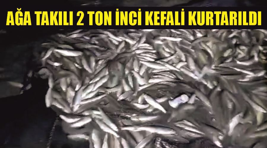 Ağa takılı 2 ton inci kefali kurtarıldı