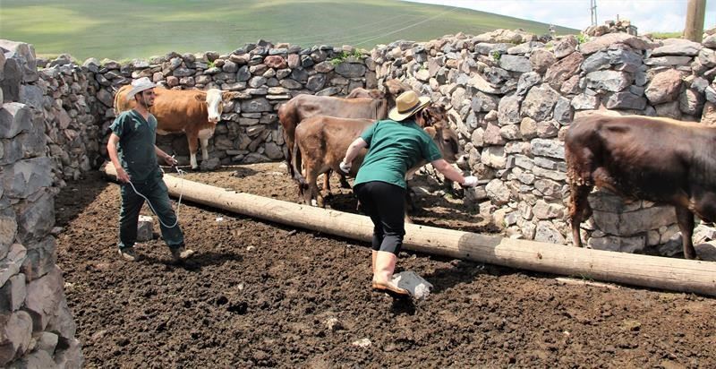 Hayvan aşılama ve küpeleme çalışmaları devam ediyor
