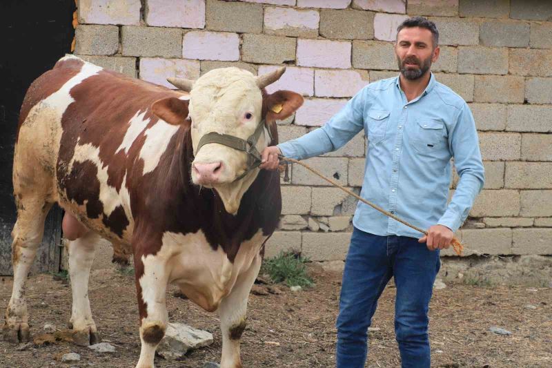 1 tonluk 