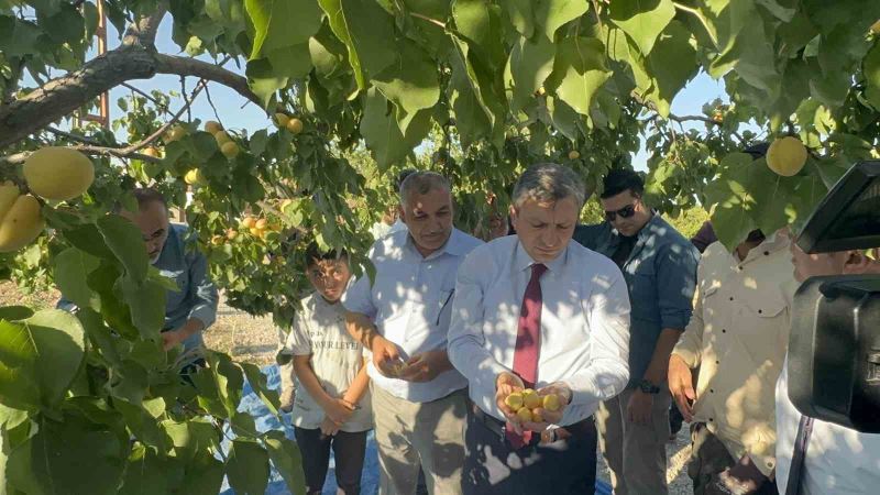 Malatya’da kayısı hasadı sürüyor, hedef 750 milyon dolarlık ihracat
