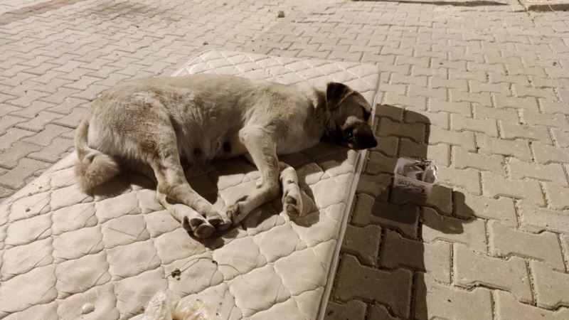 Sokak köpeği için yola yatak serdiler
