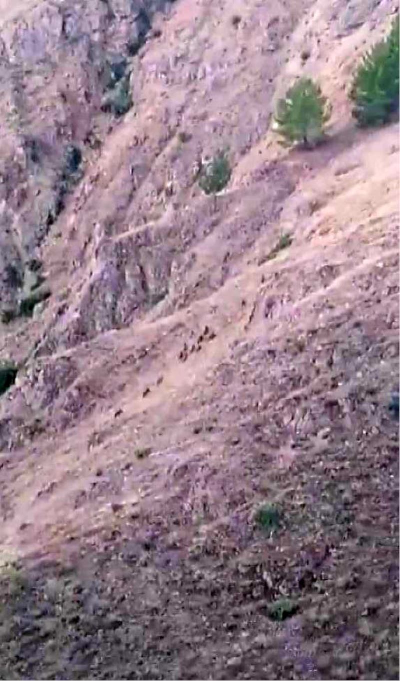 Elazığ’da aç kalan domuzlar bahçeleri talan etti
