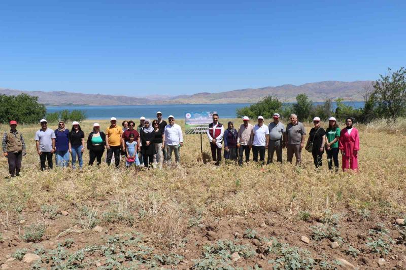 Elazığ’da kadın çiftçiler nohut hasadına başladı
