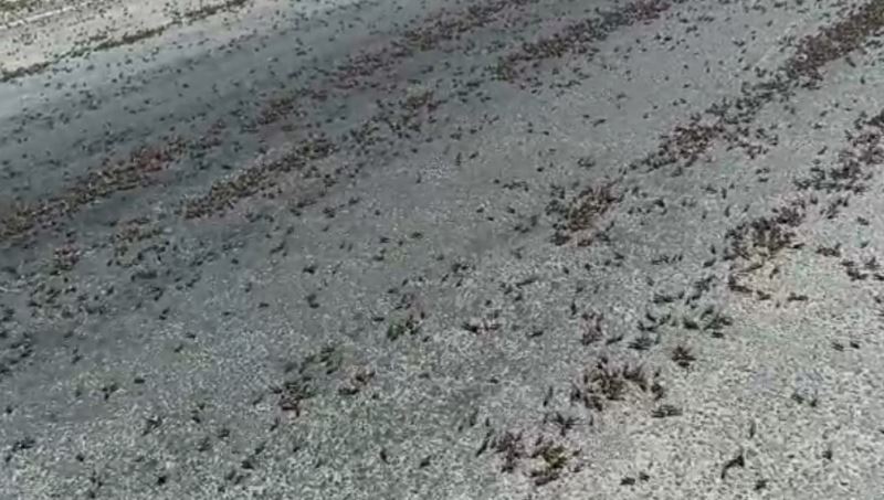 Tunceli’de kara yolunda sürü halinde çekirge görüntülendi
