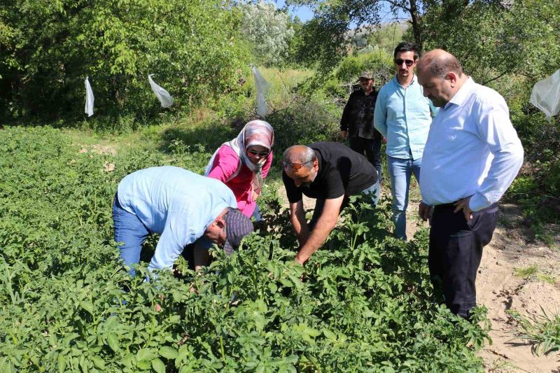 Erzincan’da patates üretimi devlet eliyle yaygınlaşıyor
