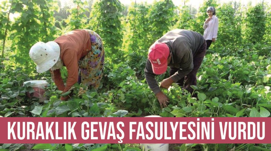Kuraklık Gevaş fasulyesini vurdu