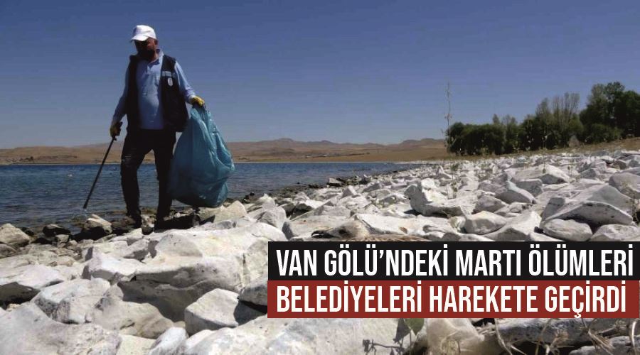 Van Gölü’ndeki martı ölümleri belediyeleri harekete geçirdi
