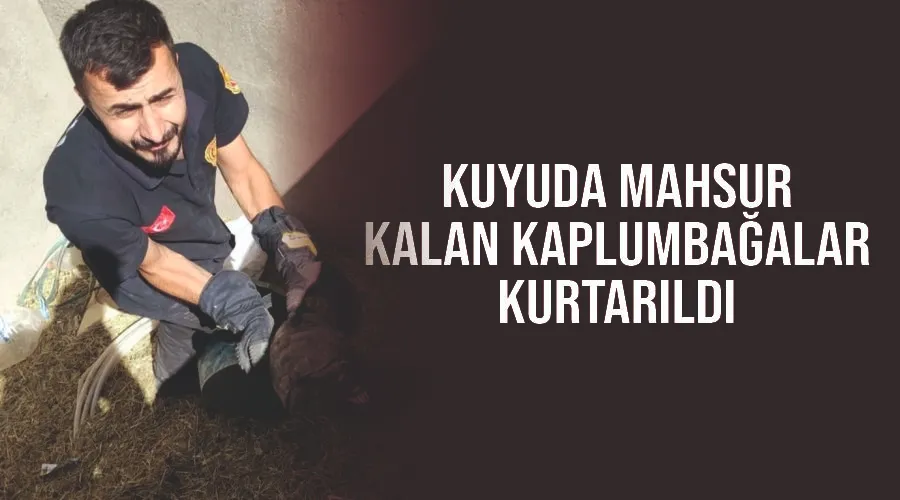 Kuyuda mahsur kalan kaplumbağalar kurtarıldı