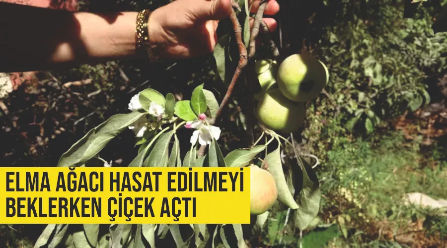 Elma ağacı hasat edilmeyi beklerken çiçek açtı