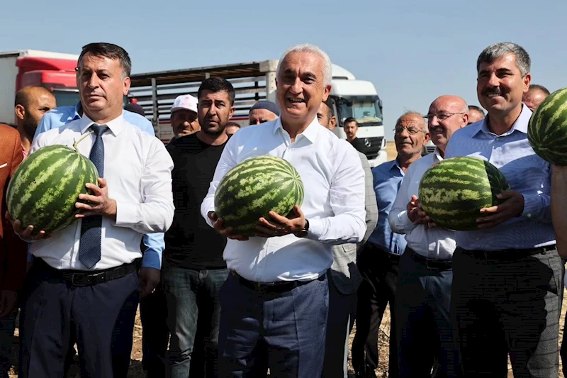Muş’ta karpuz hasadından 1 milyar 200 milyon lira gelir bekleniyor
