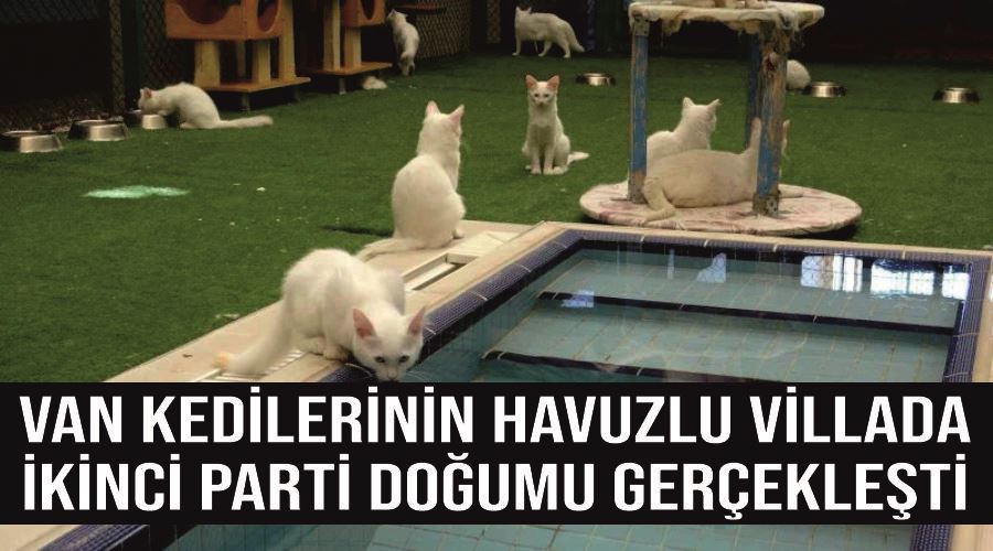 Van kedilerinin havuzlu villada ikinci parti doğumu gerçekleşti