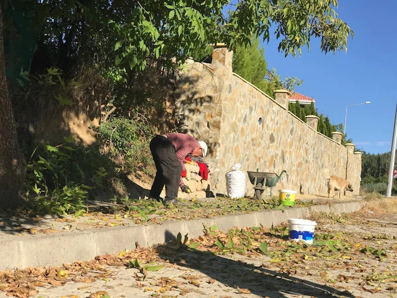 Erzincan’da köylülerin zorlu ceviz hasadı başladı
