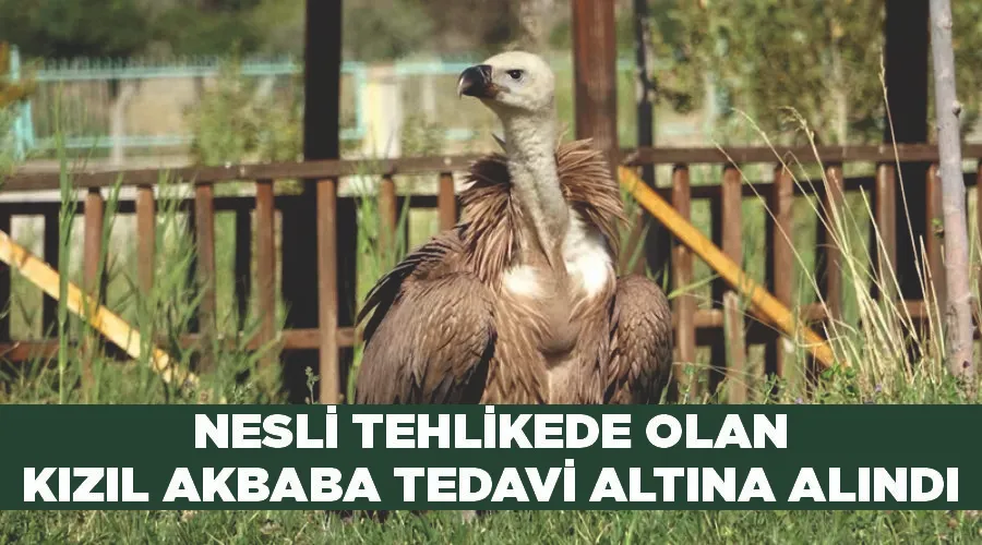 Nesli tehlikede olan kızıl akbaba tedavi altına alındı