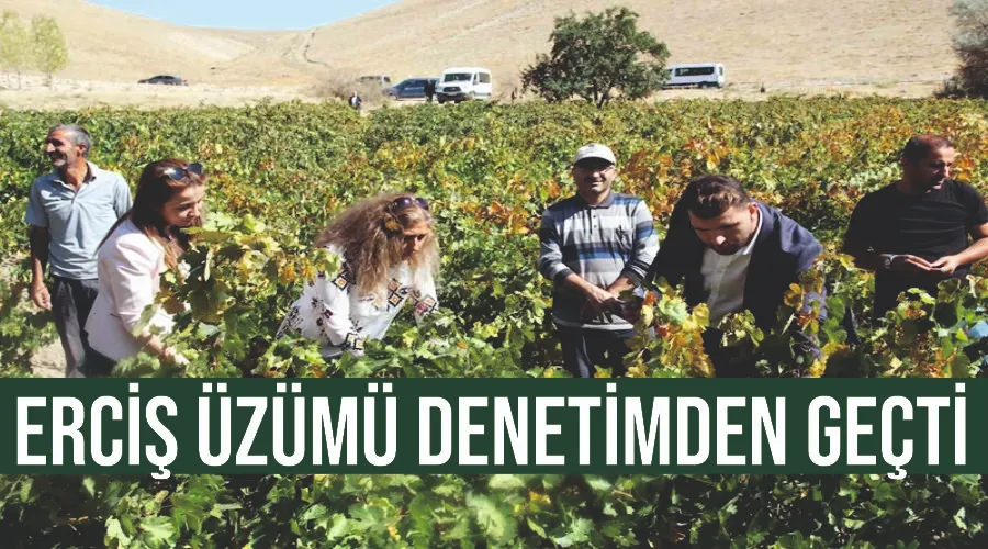 Erciş üzümü denetimden geçti