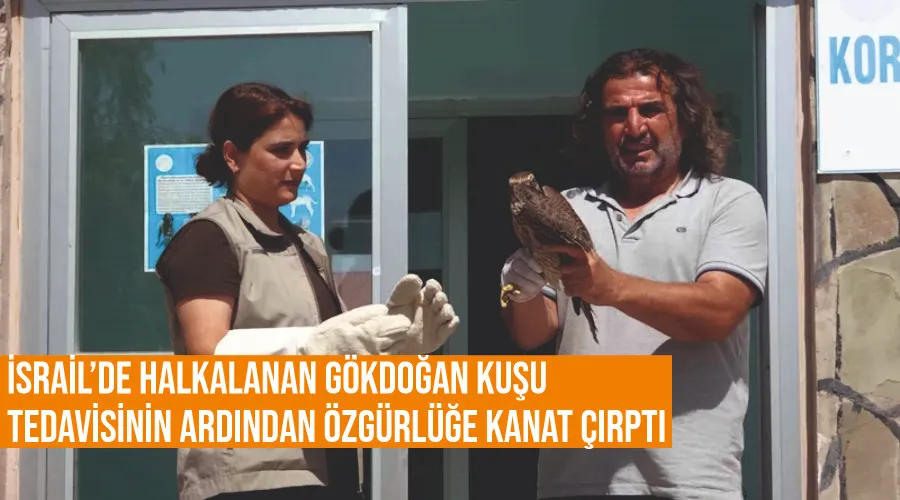 İsrail’de halkalanan gökdoğan kuşu tedavisinin ardından özgürlüğe kanat çırptı