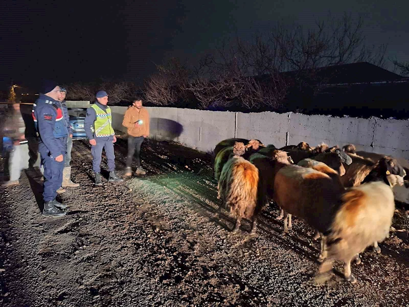 Malatya’da kayıp koyunları jandarma buldu
