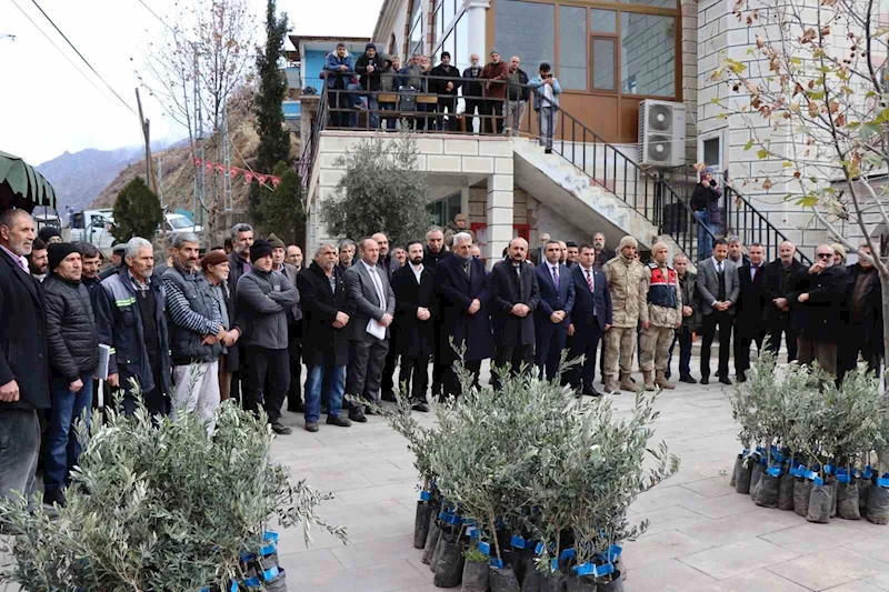 Ayvalı Mahallesi’nde 2 bin 600 zeytin fidanı dağıtıldı
