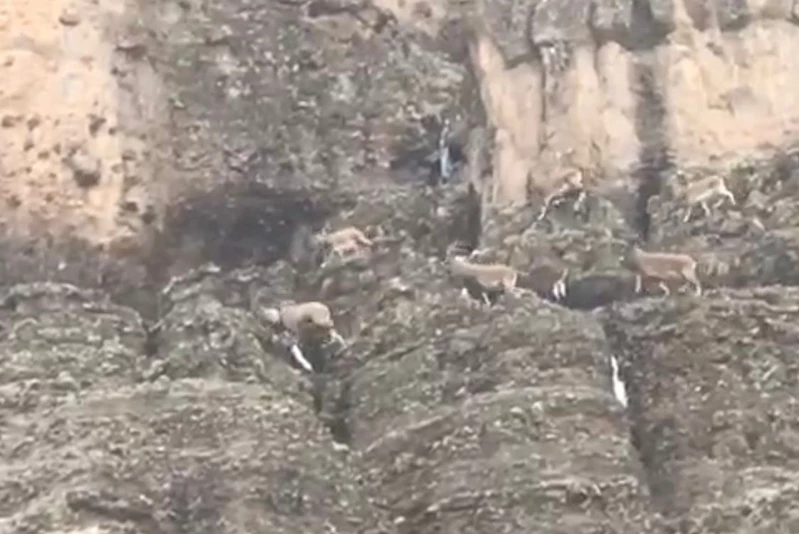 Malatya’da sürü halindeki yaban keçileri görüntülendi
