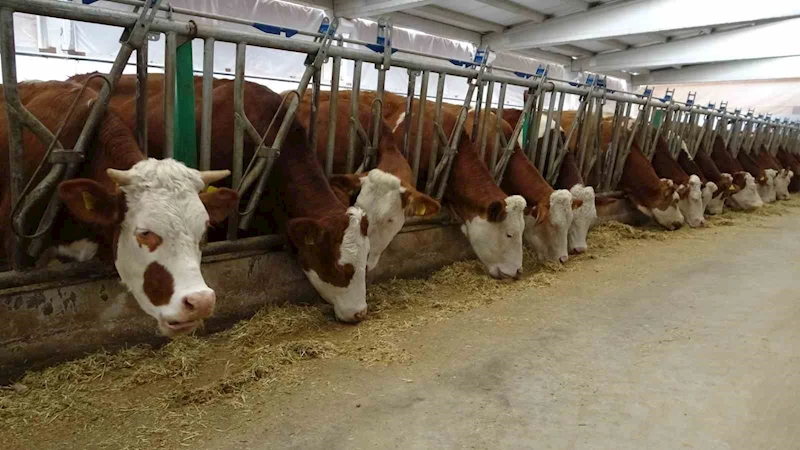 Devlet desteğiyle kurduğu tesiste günlük 700 litre süt üretiyor
