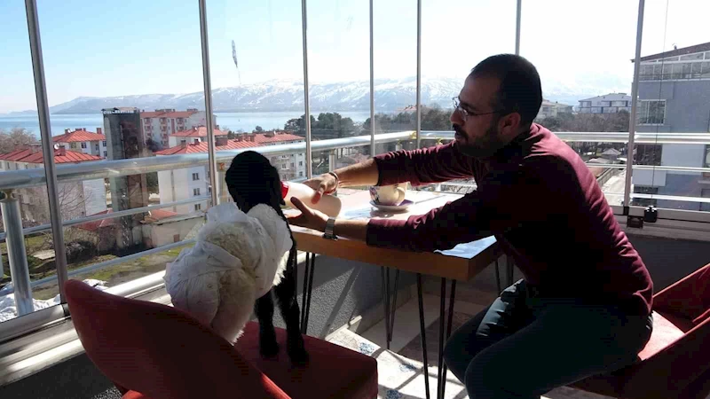 Annesinin reddettiği kuzuya bebek şefkati
