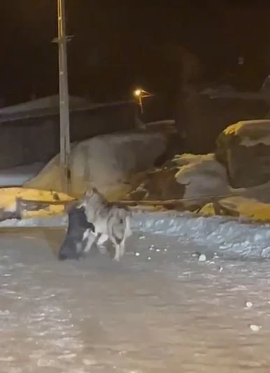 Aç kalan kurt, köpeği sürükleyerek götürdü
