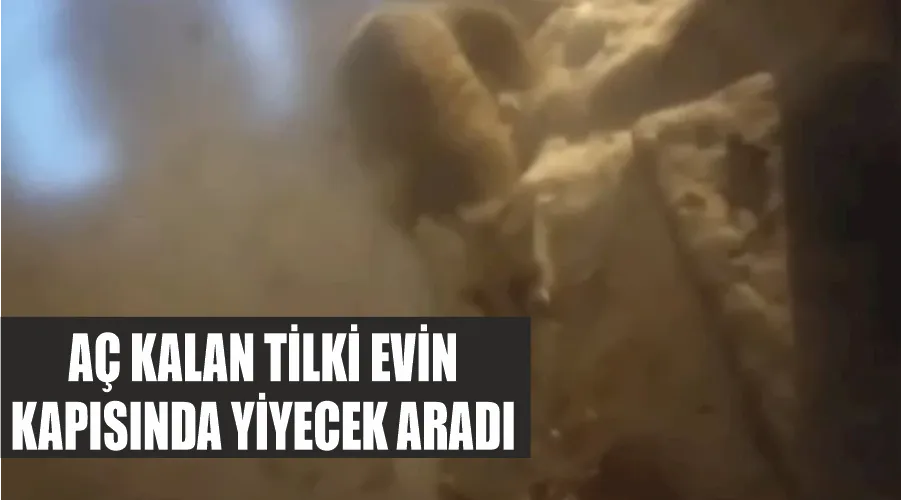 Aç kalan tilki evin kapısında yiyecek aradı