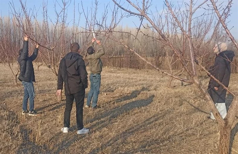 Iğdır’da meyve ağaçlarında budama başladı
