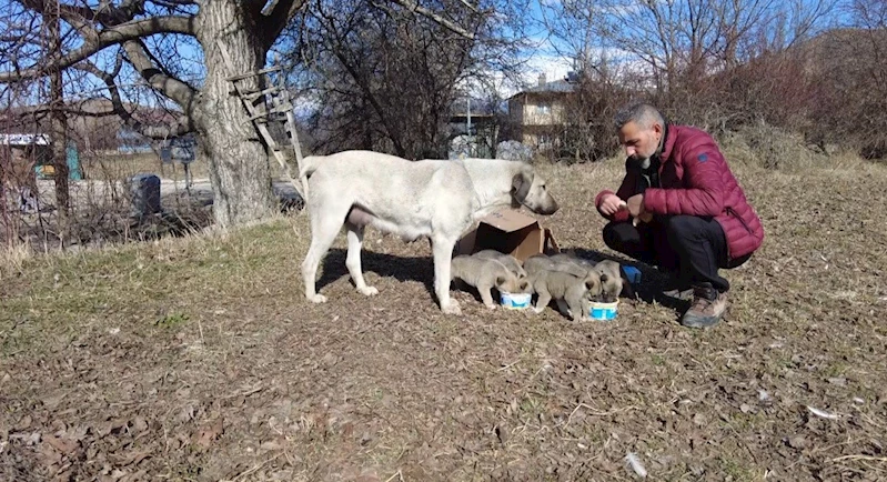 9 yavrusu bulunan sokak köpeğine mahalleli sahip çıkıyor

