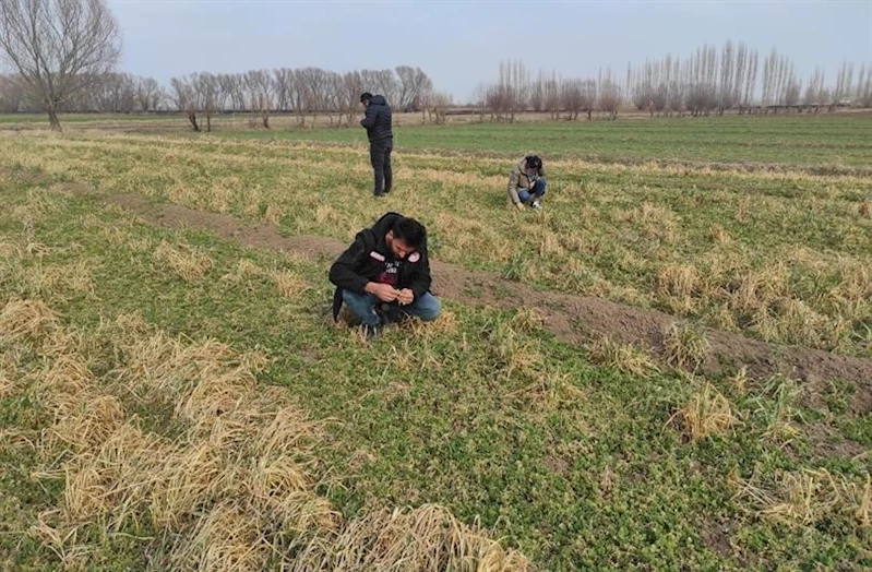 Iğdır’da yonca hortumlu böceği ile mücadele çalışmaları
