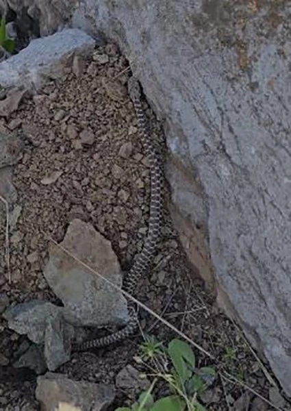 Elazığ’da zehirli kocabaş yılanı görüntülendi
