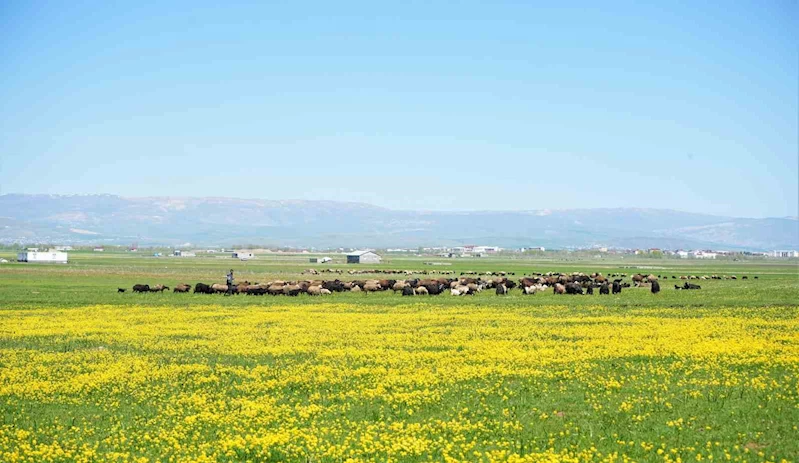 Muş’ta 40 bin TL’ye çoban bulunamıyor
