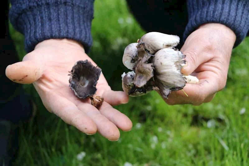 Doğadan toplanan mantarlara dikkat
