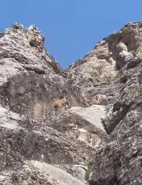 Nesli tükenme tehlikesi altındaki dağ keçileri Palu Kalesi’nde görüntülendi
