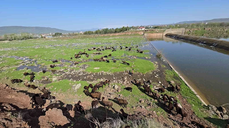 Elazığ’a bahar geldi, koyun sürüleri otlağa indi
