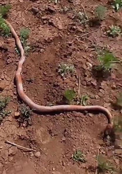 Su kuyusu kazısında 2 metrelik yılan çıktı
