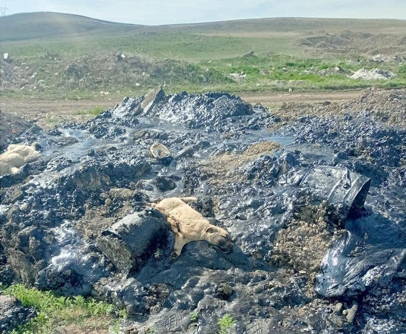 Zifte batan 10 köpek yavrusuna şefkat eli
