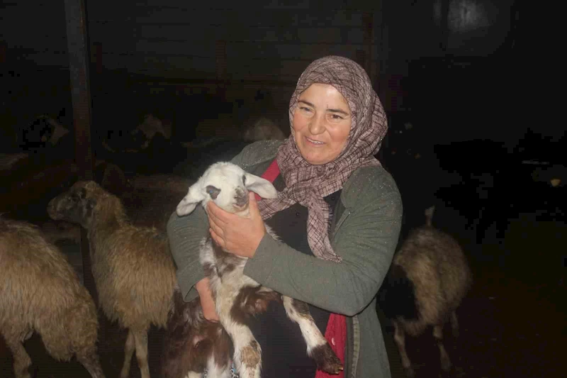 Erzincan’da devlet desteğiyle koyun varlığı artıyor
