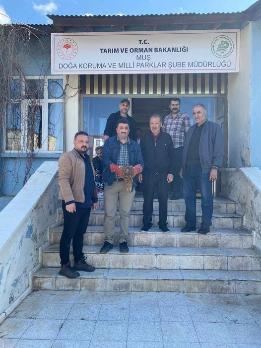 Muş’ta yaralı halde bulunan kartal ekiplere teslim edildi
