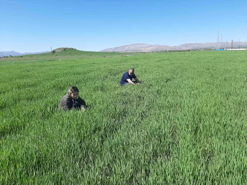 Elazığ’da süne ile mücadele çalışmaları başladı
